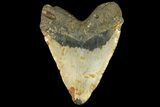 Massive, Fossil Megalodon Tooth - North Carolina #158237-2